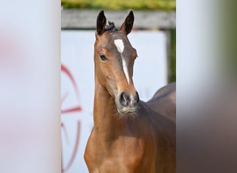 Poney de selle belge, Étalon, Poulain (04/2023), Bai brun
