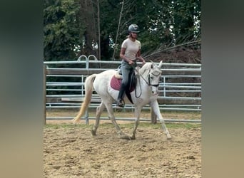 Poney de selle belge, Hongre, 10 Ans, 142 cm, Gris
