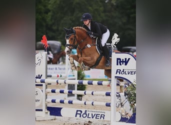 Poney de selle belge, Hongre, 11 Ans, 148 cm, Alezan