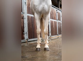 Poney de selle belge, Hongre, 12 Ans, 155 cm
