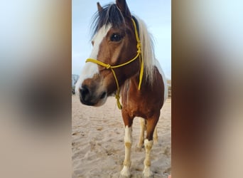 Poney de selle belge, Hongre, 14 Ans, 141 cm, Pinto