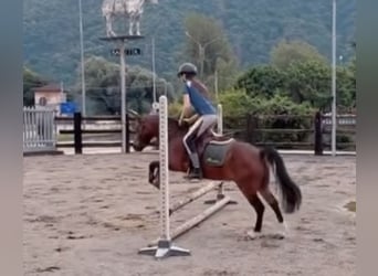 Poney de selle belge, Hongre, 15 Ans, 122 cm, Bai