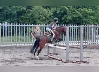 Poney de selle belge, Hongre, 15 Ans, 122 cm, Bai