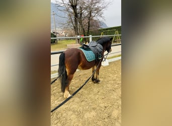 Poney de selle belge, Hongre, 15 Ans, 122 cm, Bai