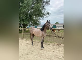Poney de selle belge, Hongre, 1 Année, 145 cm, Gris