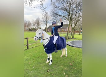 Poney de selle belge, Hongre, 22 Ans, 121 cm, Gris