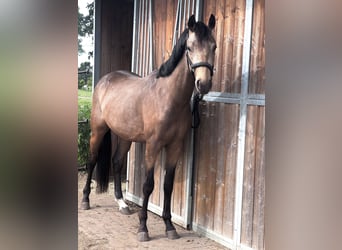 Poney de selle belge, Hongre, 2 Ans, 141 cm