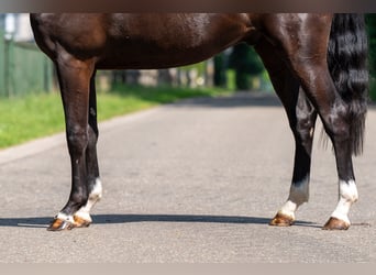 Poney de selle belge, Hongre, 2 Ans, 156 cm, Noir