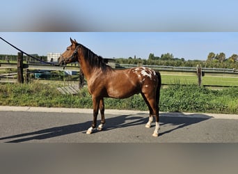 Poney de selle belge, Hongre, 3 Ans, 137 cm, Léopard