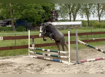 Poney de selle belge, Hongre, 3 Ans, 146 cm, Gris