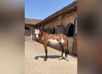 Poney de selle belge, Hongre, 4 Ans, 137 cm, Pinto