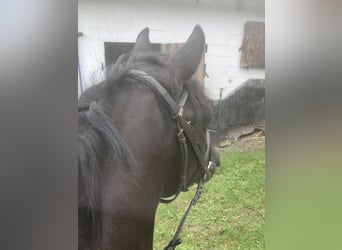 Poney de selle belge, Hongre, 4 Ans, 146 cm, Bai brun foncé