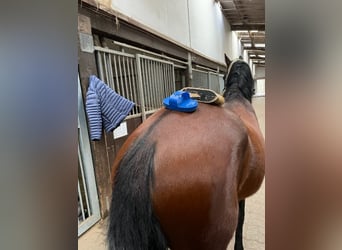Poney de selle belge, Hongre, 4 Ans, 148 cm, Bai