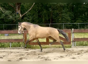 Poney de selle belge, Hongre, 4 Ans, 167 cm, Buckskin
