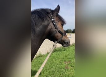 Poney de selle belge, Hongre, 5 Ans, 145 cm, Bai brun foncé