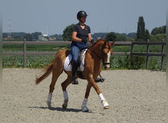 Poney de selle belge, Hongre, 5 Ans, 146 cm, Alezan