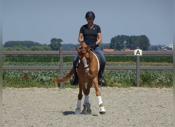 Poney de selle belge, Hongre, 5 Ans, 146 cm, Alezan