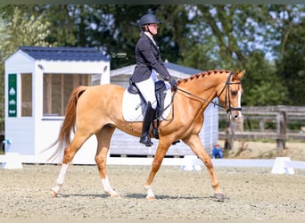 Poney de selle belge, Hongre, 5 Ans, 146 cm, Alezan