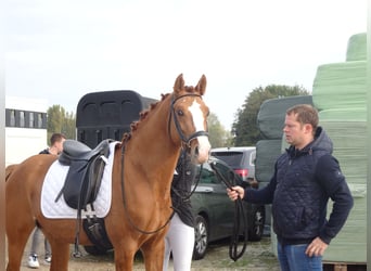 Poney de selle belge, Hongre, 5 Ans, 146 cm, Alezan