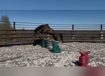 Poney de selle belge, Hongre, 5 Ans, 147 cm, Bai brun foncé