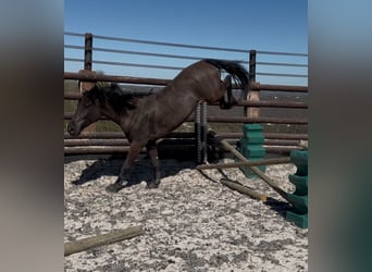 Poney de selle belge, Hongre, 5 Ans, 147 cm, Bai brun foncé