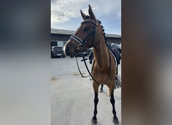 Poney de selle belge, Hongre, 7 Ans, 148 cm, Bai