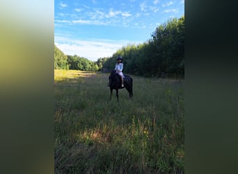 Poney de selle belge Croisé, Jument, 11 Ans, 120 cm, Noir