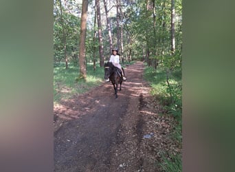 Poney de selle belge Croisé, Jument, 11 Ans, 120 cm, Noir