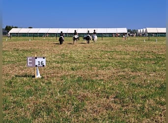 Poney de selle belge Croisé, Jument, 11 Ans, 120 cm, Noir