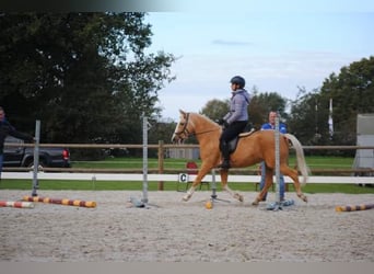 Poney de selle belge, Jument, 11 Ans, 144 cm, Palomino