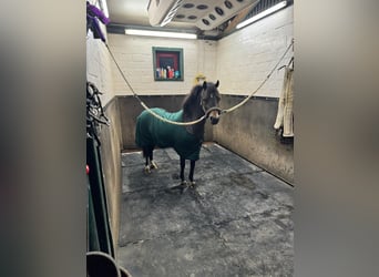 Poney de selle belge, Jument, 12 Ans, 116 cm