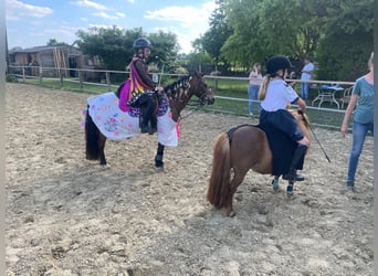 Poney de selle belge, Jument, 12 Ans, 116 cm