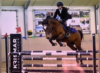 Poney de selle belge, Jument, 13 Ans, 148 cm, Bai