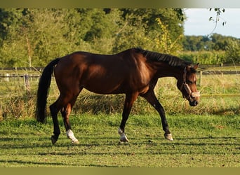 Poney de selle belge Croisé, Jument, 16 Ans, 151 cm, Alezan