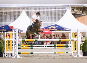Poney de selle belge, Jument, 16 Ans, 151 cm, Bai brun foncé