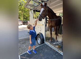 Poney de selle belge, Jument, 18 Ans
