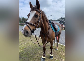 Poney de selle belge, Jument, 18 Ans