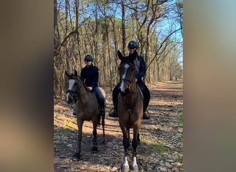 Poney de selle belge, Jument, 18 Ans