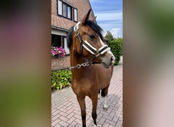 Poney de selle belge, Jument, 3 Ans, 136 cm, Bai