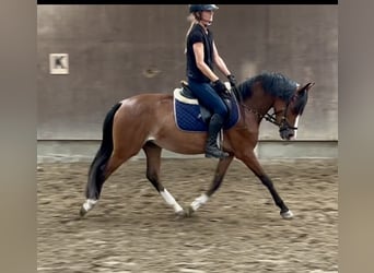 Poney de selle belge, Jument, 3 Ans, 136 cm, Bai