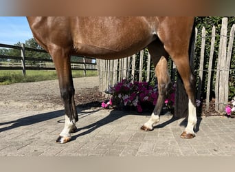 Poney de selle belge, Jument, 3 Ans, 136 cm, Bai
