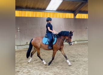 Poney de selle belge, Jument, 3 Ans, 136 cm, Bai