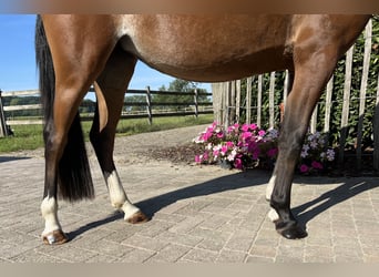 Poney de selle belge, Jument, 3 Ans, 136 cm, Bai