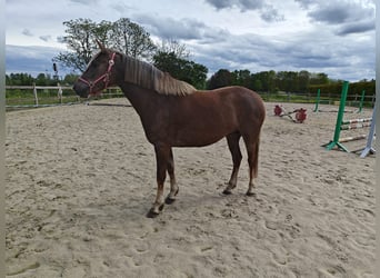 Poney de selle belge, Jument, 3 Ans, 143 cm, Palomino