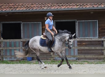 Poney de selle belge, Jument, 4 Ans, 141 cm, Gris