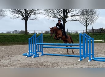Poney de selle belge, Jument, 4 Ans, 145 cm, Alezan