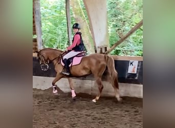 Poney de selle belge, Jument, 5 Ans, 138 cm, Bai clair