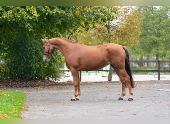 Poney de selle belge, Jument, 5 Ans, 147 cm, Alezan