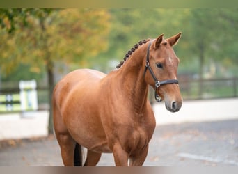 Poney de selle belge, Jument, 5 Ans, Alezan