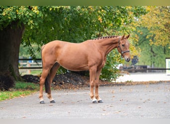 Poney de selle belge, Jument, 5 Ans, Alezan